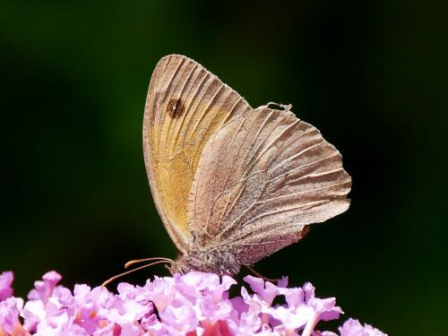 Réf. 209 365 : Maniola jurtina