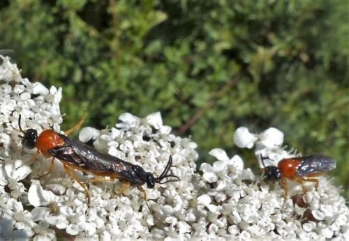 Réf. 209 670 : Sterictiphora angelicae