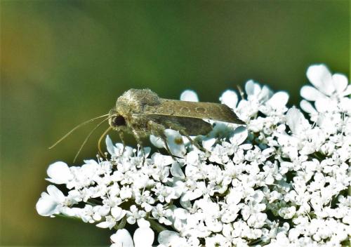 Hoplodrina sp.