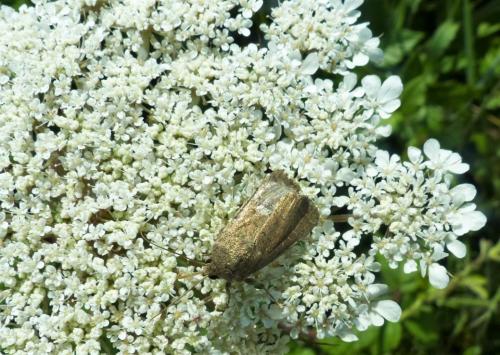 Réf. 209 876 : Hoplodrina sp.