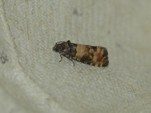 Réf. 209 490 : Piniphila bifasciana