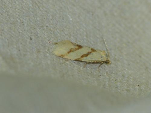 Réf. 209 473 : Aethes sp.