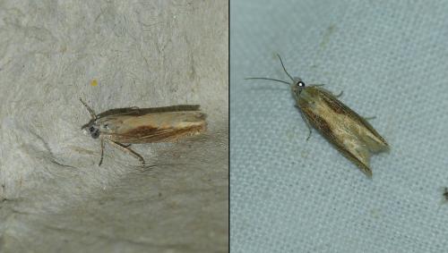 Réf. 209 474 : Eucosma obumbratana
