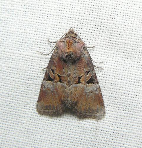 Litoligia literosa