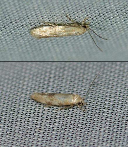 Réf. 209 908 : Mompha epilobiella
