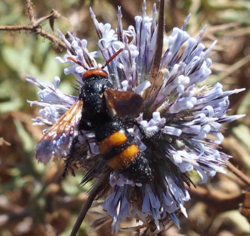 Réf. 209 107 : Scolia hortorum