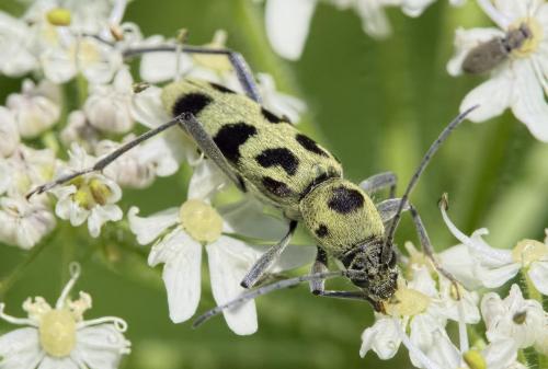 Chlorophorus herbstii