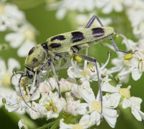 Chlorophorus herbstii