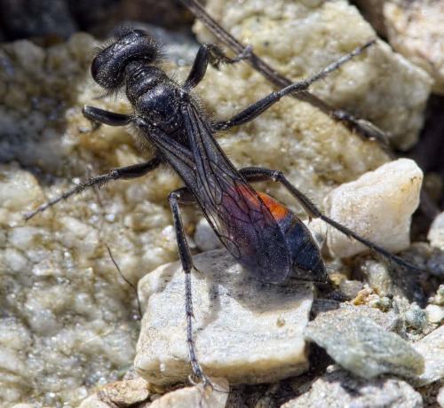 Réf. 209 909 : Podalonia alpina