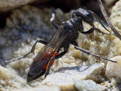 Réf. 209 911 : Podalonia alpina