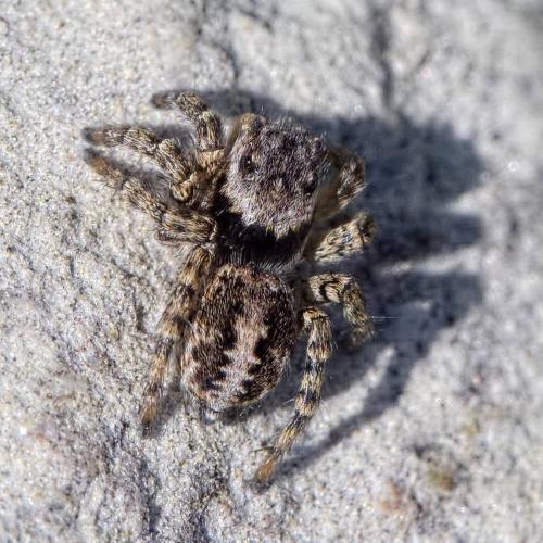 Réf. 209 204 : Aelurillus v-insignitus
