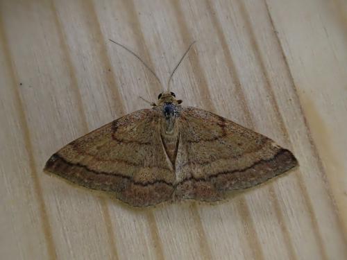 Réf. 209 017 : Scopula rubiginata