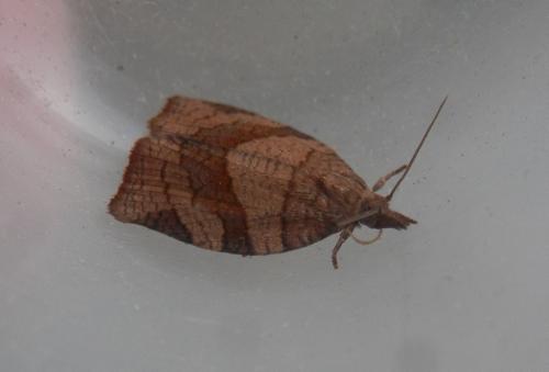 Pandemis dumetana