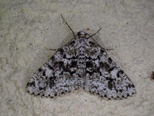Fagivorina arenaria