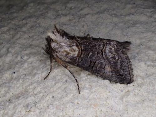 Abrostola asclepiadis
