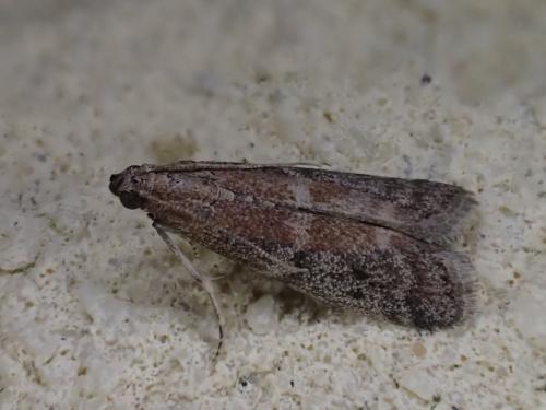 Réf. 209 184 : Ephestia sp.