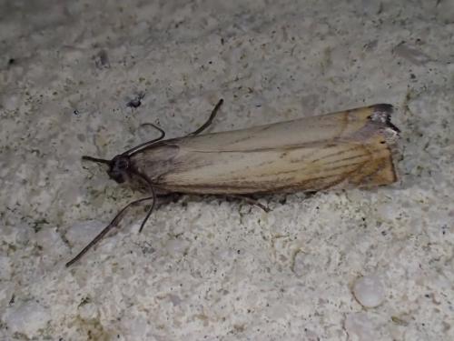 Réf. 209 157 : Chrysoteuchia culmella