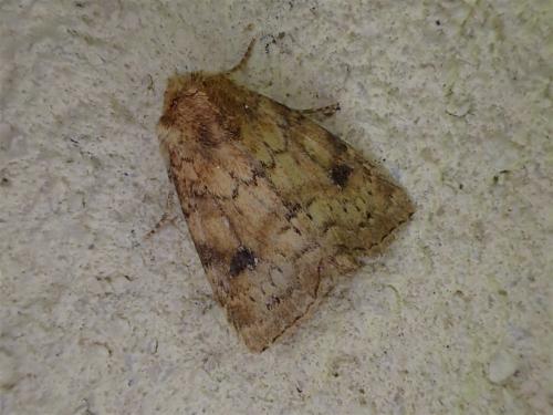Réf. 209 111 : Atypha pulmonaris