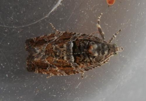 Eudemis profundana