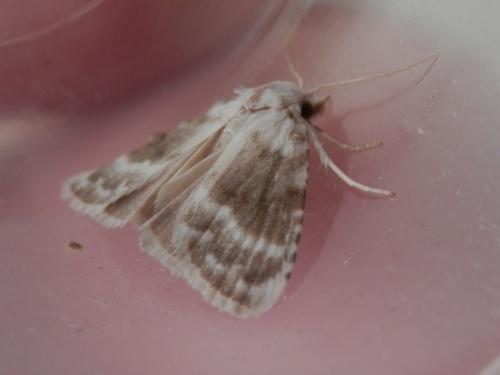 Réf. 209 290 : Meganola albula