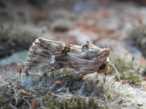 Calophasia lunula