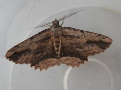 Réf. 209 292 : Menophra abruptaria