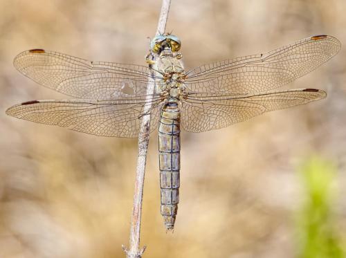 Réf. 209 931 : Orthetrum brunneum