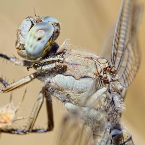 Orthetrum brunneum