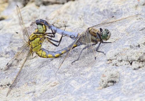 Orthetrum cancellatum