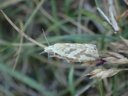 Thiodia citrana