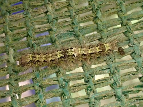 Eilema depressa