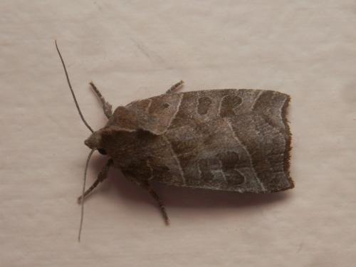 Réf. 209 658 : Ipimorpha retusa