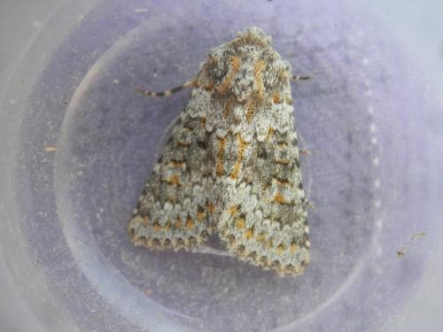 Hecatera dysodea