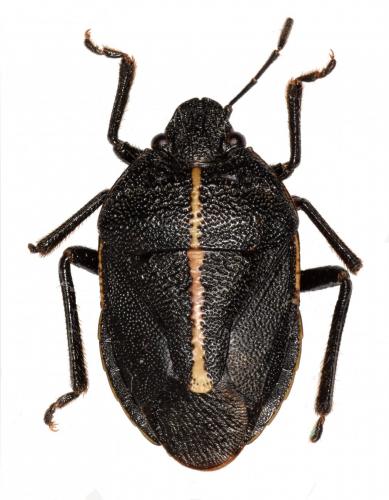 Agatharchus linea