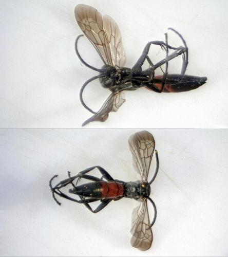 Arachnospila sp.