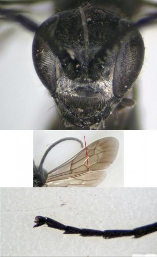 Arachnospila sp.