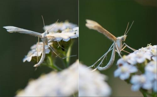 Réf. 209 432 : Gillmeria sp.