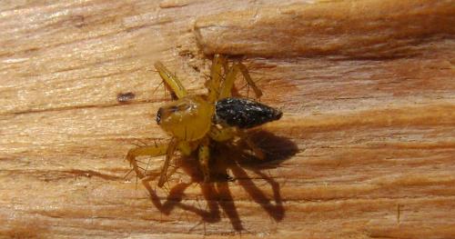 Réf. 209 357 : Oxyopes sp.