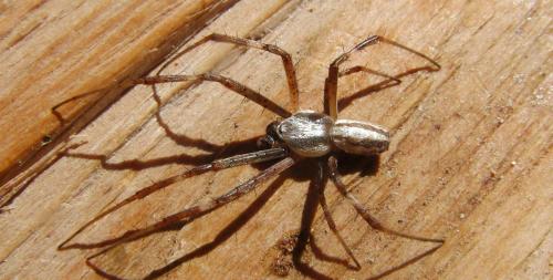Réf. 209 794 : Argiope lobata