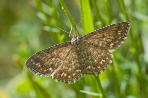 Réf. 209 485 : Scopula immorata