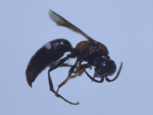 Harpactus laevis