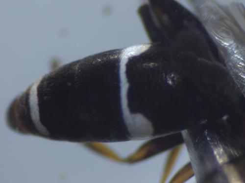 Réf. 209 663 : Harpactus laevis