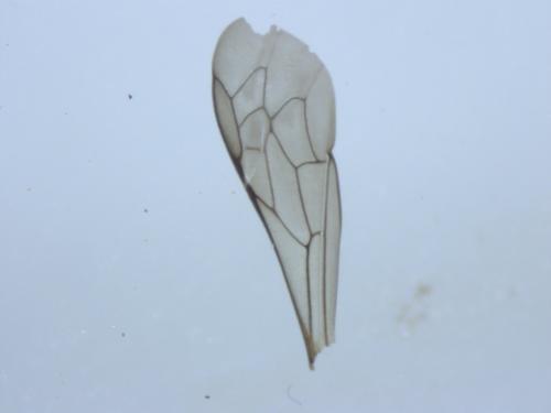Réf. 209 666 : Harpactus laevis
