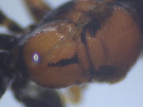 Réf. 209 664 : Harpactus laevis