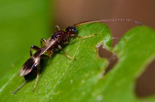 Réf. 209 108 : Spathius sp.