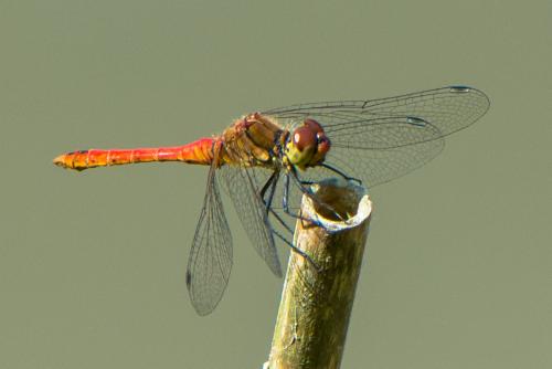 Réf. 209 123 : Sympetrum sanguineum