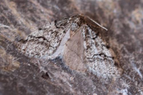 Tephronia codetaria lhommearia