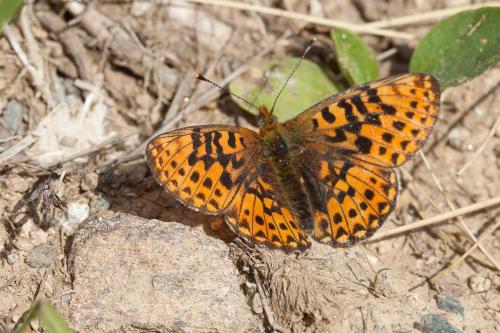Boloria euphrosyne