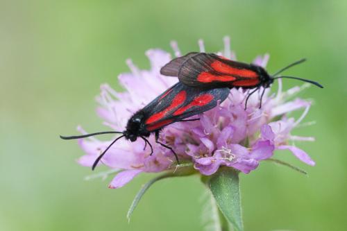 Zygaena romeo