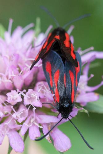 Zygaena romeo